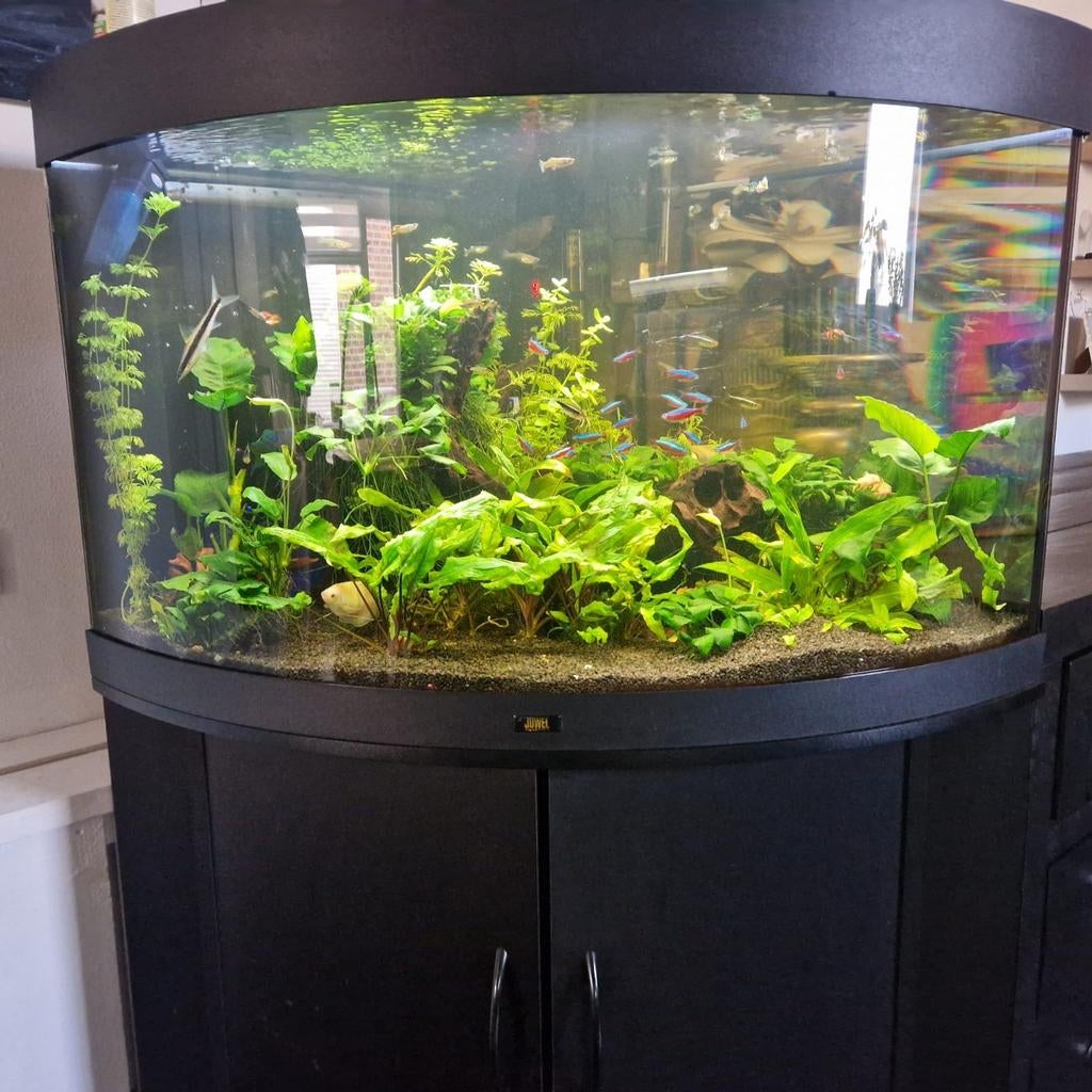 Juwel trigon 190 aquarium met vissen en toebehoren!, Dieren en Toebehoren, Vissen | Aquaria en Toebehoren, Ophalen, Gevuld zoetwateraquarium