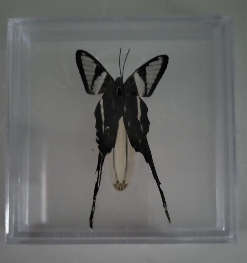 Te koop mooie vlinder Lamproptera Curius, Vlinders of Rupsen