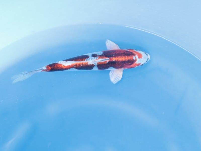 Japanse koi karper 28cm "Doitsu Beni Kikokuryu", Karper of Koi