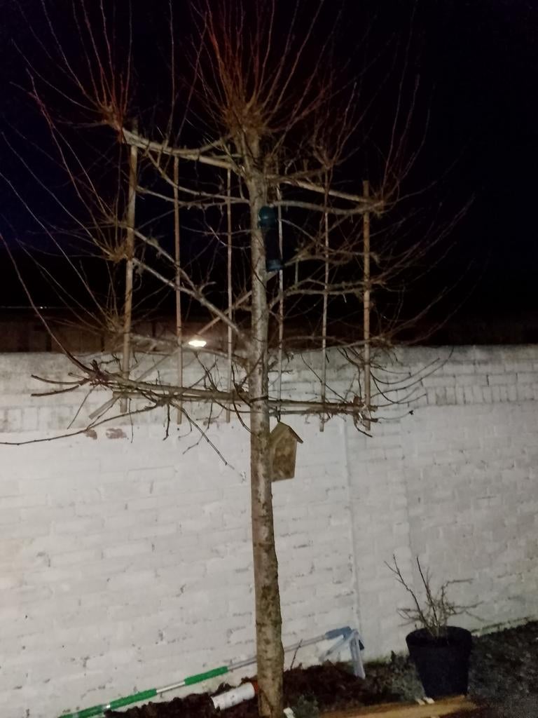 Mooie Leiboom voor uw tuin, Bloeit niet, Leiboom, 100 tot 250 cm, Ophalen