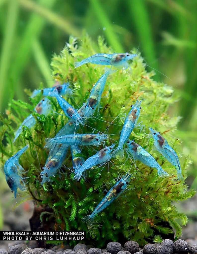 Pre order: Blue Jelly Neocaridina garnaal - garnalen, Kreeft, Krab of Garnaal, Zoetwatervis