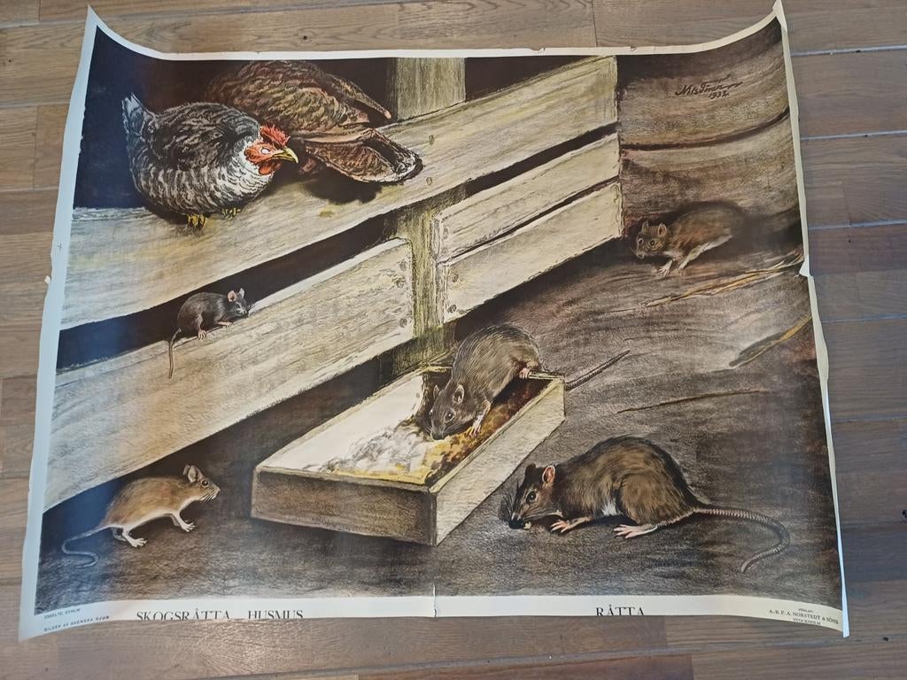 Schoolplaat Nils Tiren, Antiek en Kunst, Antiek | Schoolplaten, Ophalen of Verzenden, Natuur en Biologie