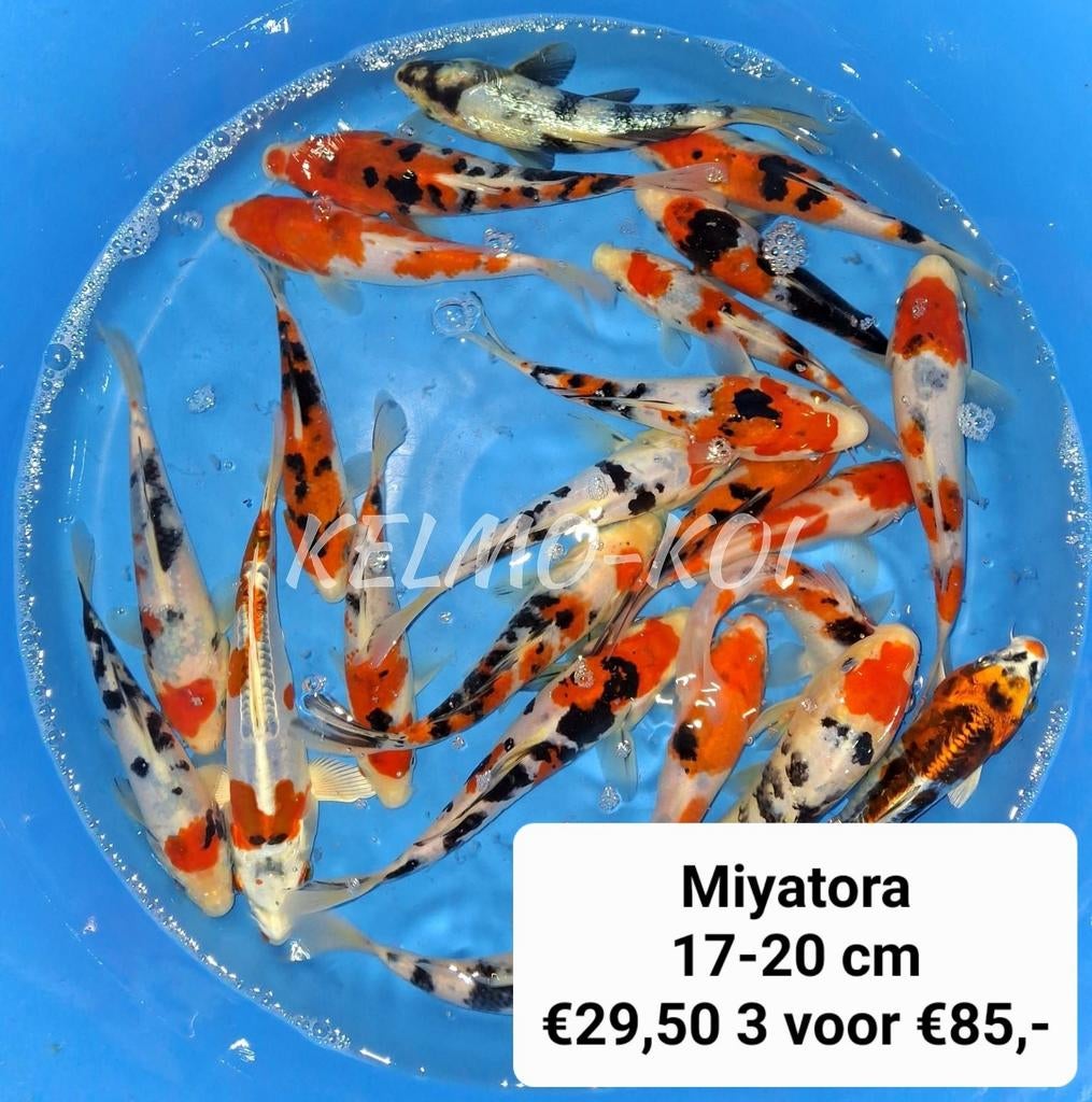 JAPANSE KOI nieuwe zending 2026 Vijvervissen,steuren etc., Karper of Koi