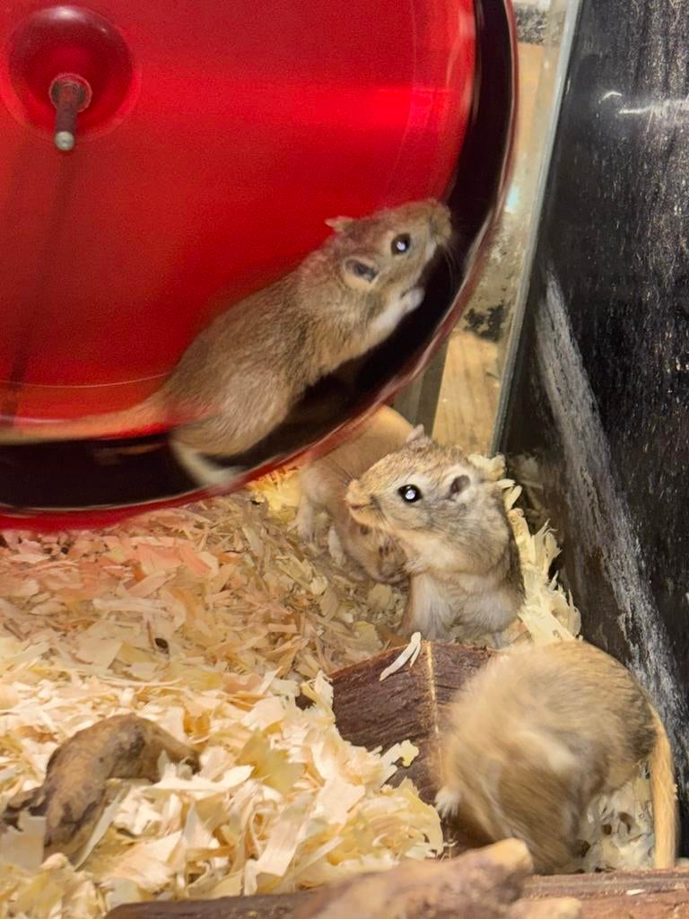 Jonge Gerbils te koop ‼️België‼️, December, Meerdere dieren, Overige typen