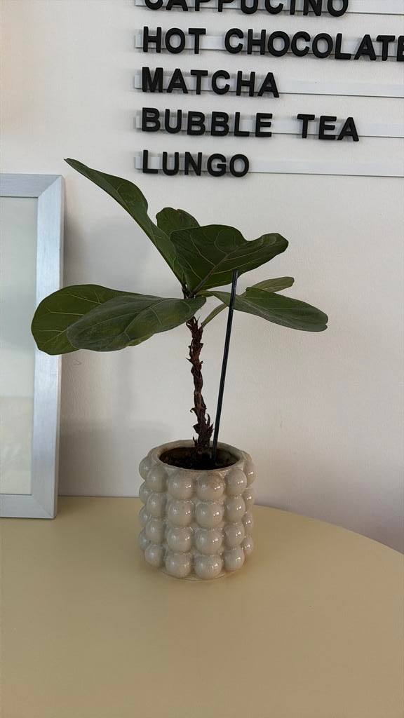 Ficus lyrata kamerplant vuig plantje met pot h&m home beige, Ophalen, Halfschaduw, Minder dan 100 cm