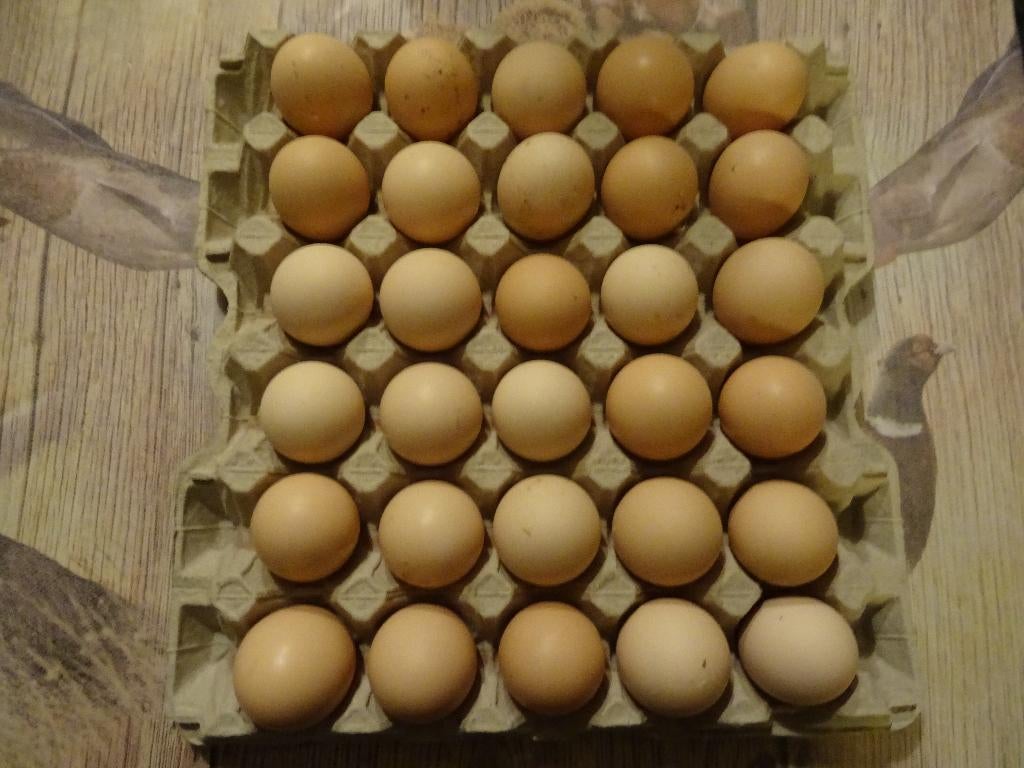broedeieren eieren kippen groot  noord hollandse blauwe, Dieren en Toebehoren, Pluimvee, Geslacht onbekend, Kip