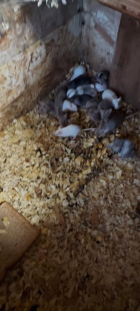 Muizen, Dieren en Toebehoren, Knaagdieren, Januari, Meerdere dieren, Muis