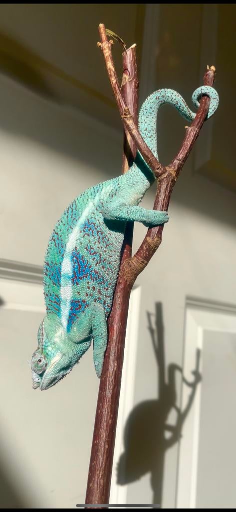 Furcifer pardalis 1.0 Chameleon - male for sale from Liliën
