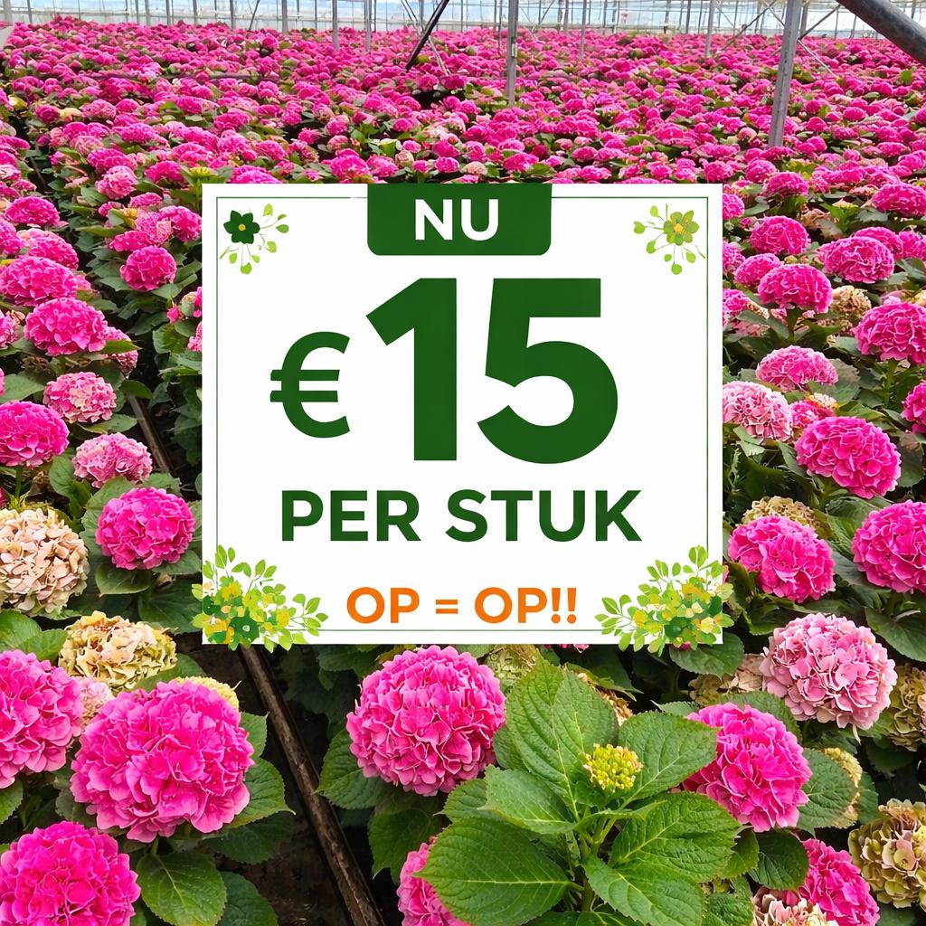 Roze hortensia's in grote 10l pot nu 15,-!! Op = op, Overige soorten, Vaste plant, Ophalen of Verzenden, Halfschaduw