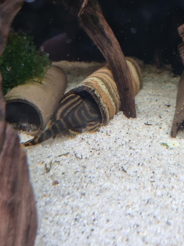 L398 Panaqolus tankei te koop, Dieren en Toebehoren, Vissen | Aquariumvissen, Vis