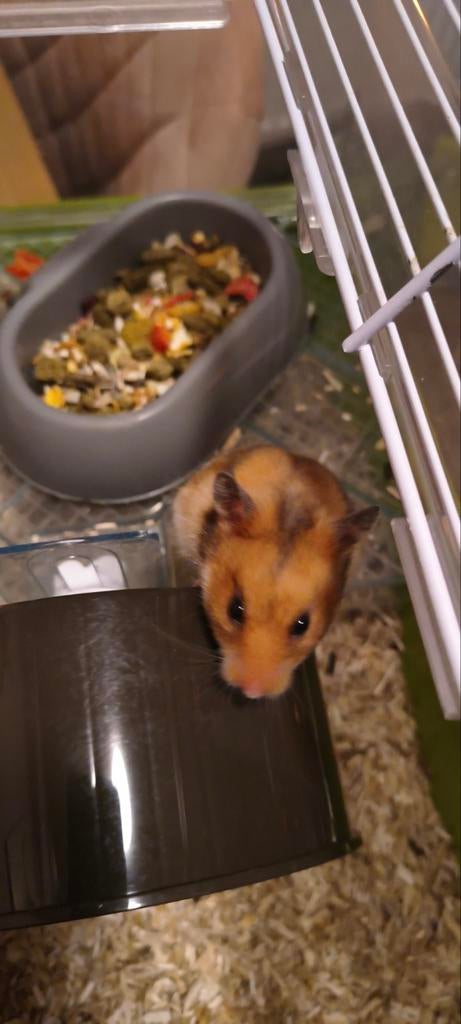 Syrische hamster vrouw 10 weken, Dieren en Toebehoren, Hamster, Vrouwelijk, Januari, Tam