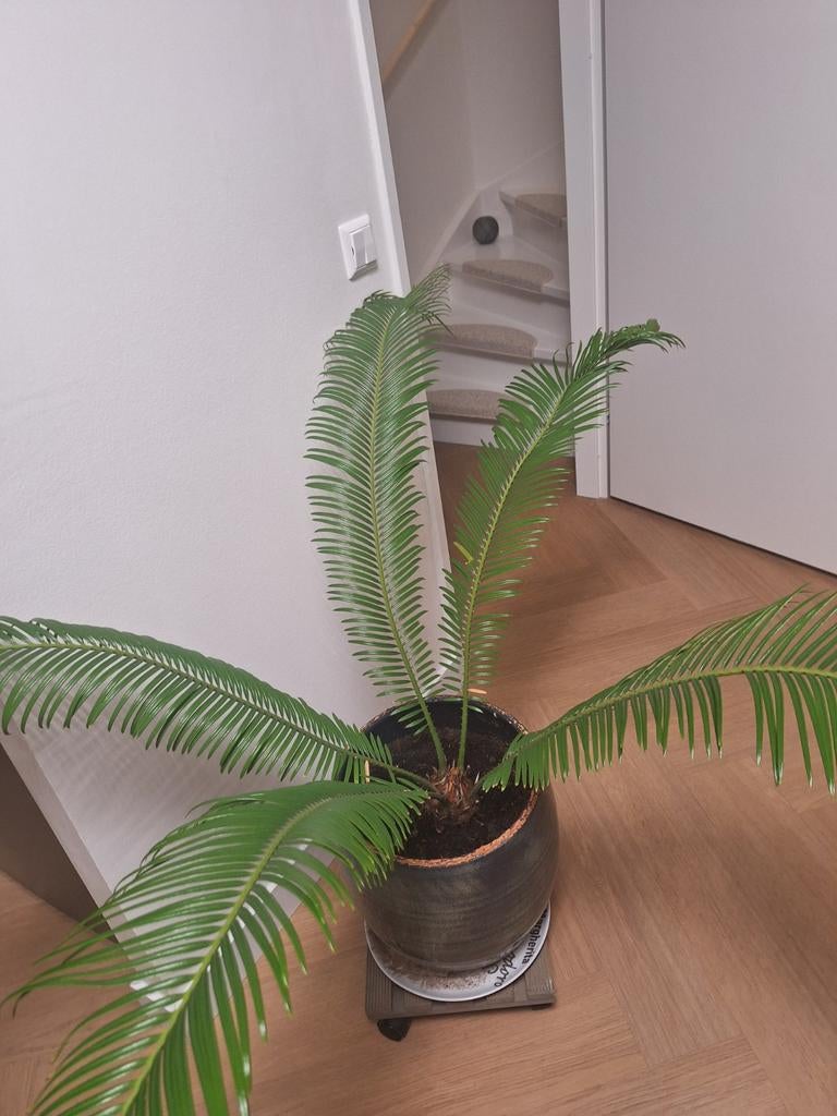 Cycas Revoluta (Varenpalm) - Grote kamerplant, Palm, In pot, Minder dan 100 cm, Groene kamerplant