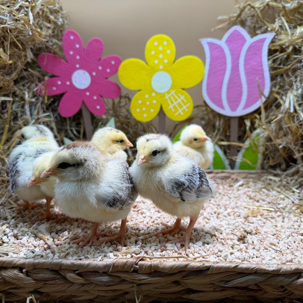 Jonge tamme Sussex kuikens gesekst & ingeënt, Dieren en Toebehoren, Pluimvee, Vrouwelijk, Kip