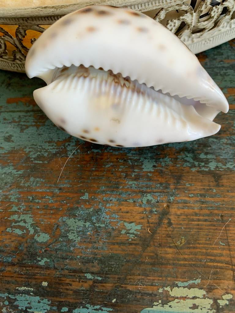 Gesneden Kauri schelp - Kreeft sterrenbeeld, Ophalen of Verzenden, Zo goed als nieuw