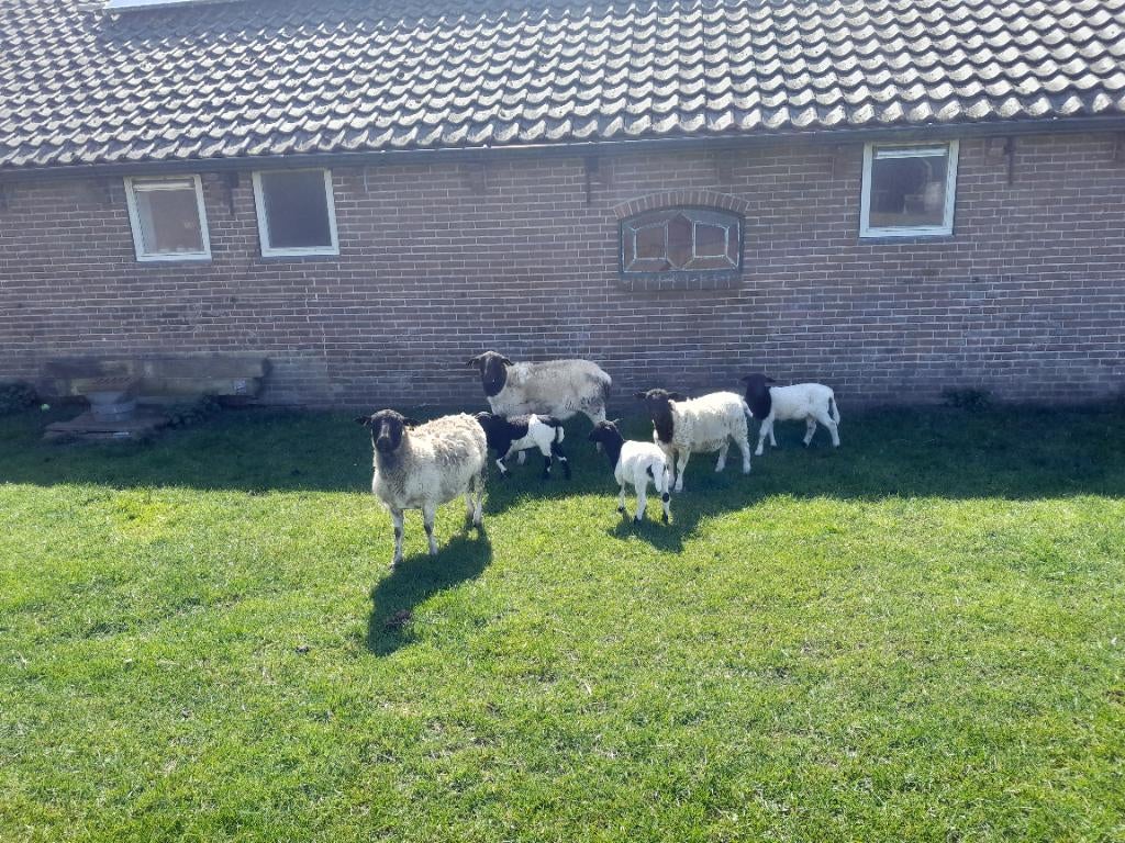 Koppeltje dorper schapen lammeren ram, Meerdere dieren, Schaap, 3 tot 5 jaar