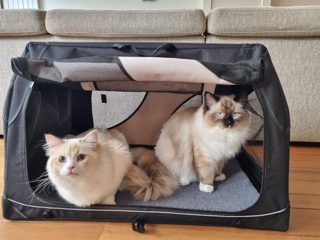 ragdoll katten, Dieren en Toebehoren, Meerdere dieren, Met stamboom, 0 tot 2 jaar