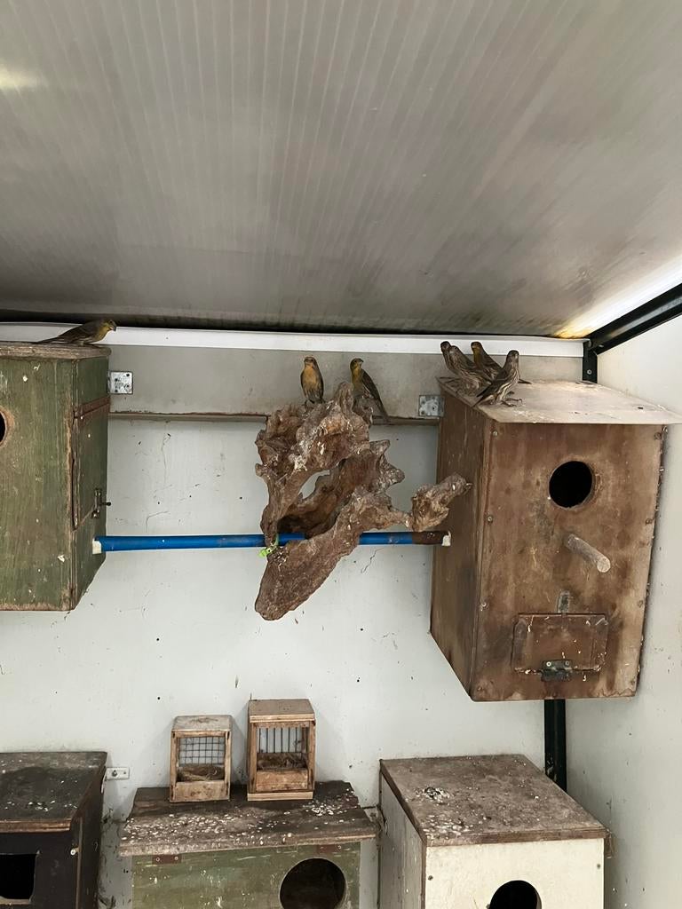 Mexcicaanse roodmussen te koop 27,50 per koppel, Dieren en Toebehoren, Ophalen, Nieuw