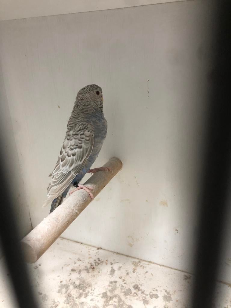 Blackface parkieten, meerdere kleuren geslachten, Dieren en Toebehoren, Meerdere dieren, Parkiet