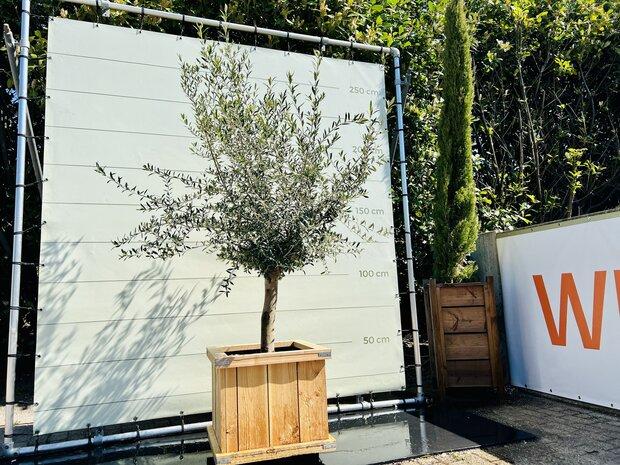 Olijfboom - in hardhouten bak - stamomvang 20-40 cm, Ophalen of Verzenden, 100 tot 250 cm, Olijfboom, Zomer