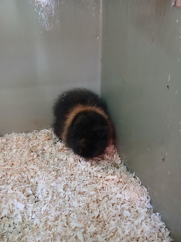 Teddy beertje., Dieren en Toebehoren, Knaagdieren, Cavia, Mannelijk, Januari, Tam