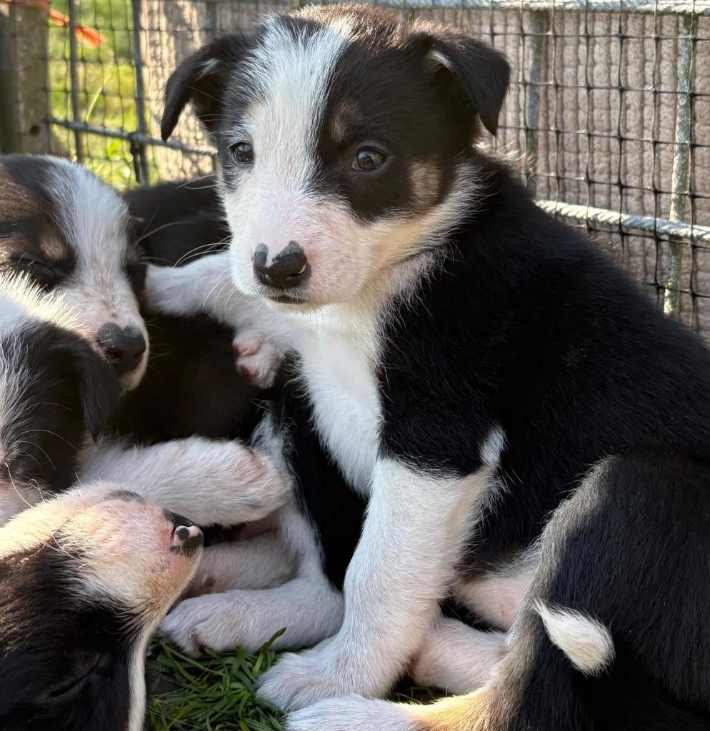 Border Collie pups, 8 tot 15 weken, Collie, Meerdere, Meerdere dieren