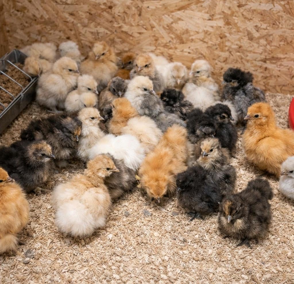 Zijdehoen hen kuikens. 8 weken, Dieren en Toebehoren, Pluimvee, Meerdere dieren, Kip