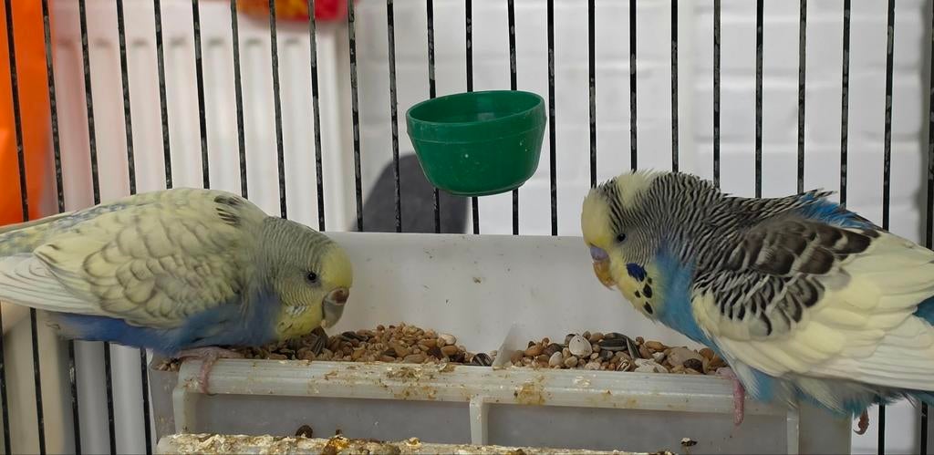 Bewezen en broedrijp koppel grasparkieten met kooi, Meerdere dieren, Geringd