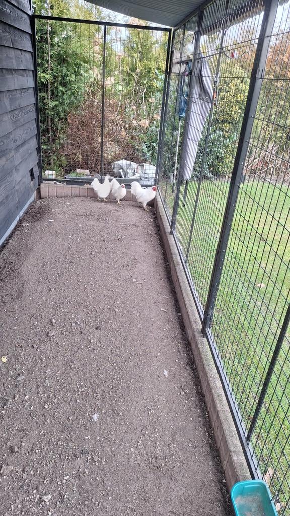 Kippen ., Dieren en Toebehoren, Vogels | Hokken en Kooien, Ophalen, Hout, Vogelkooi