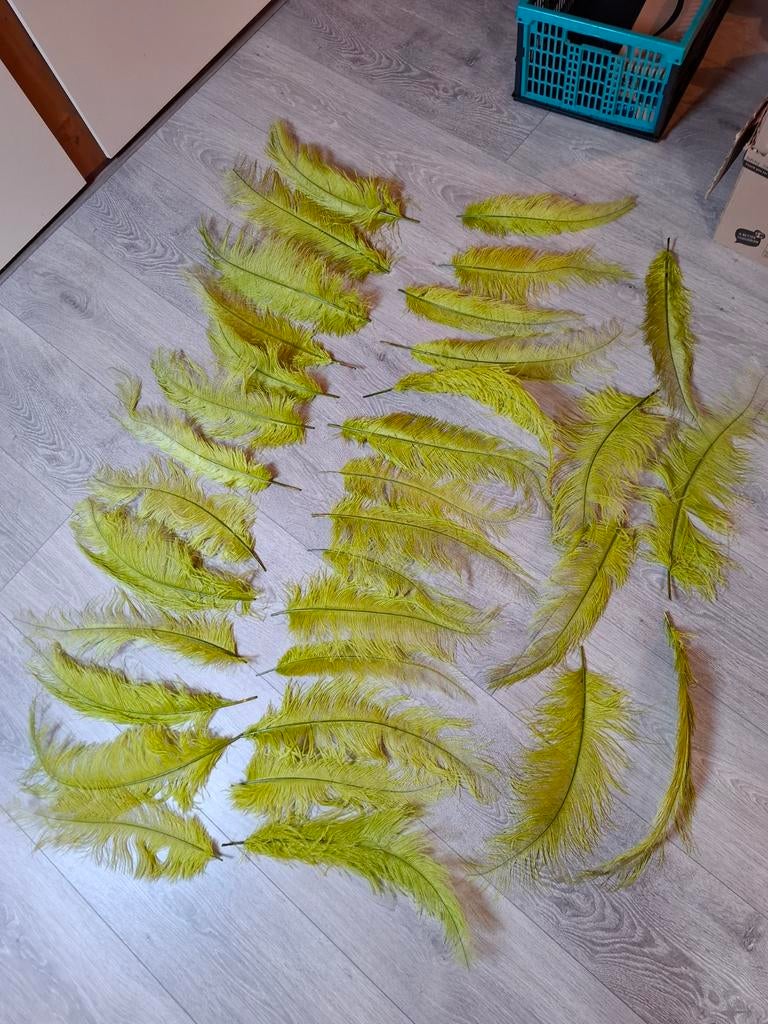Groene struisvogel veren, Ophalen of Verzenden, Nieuw