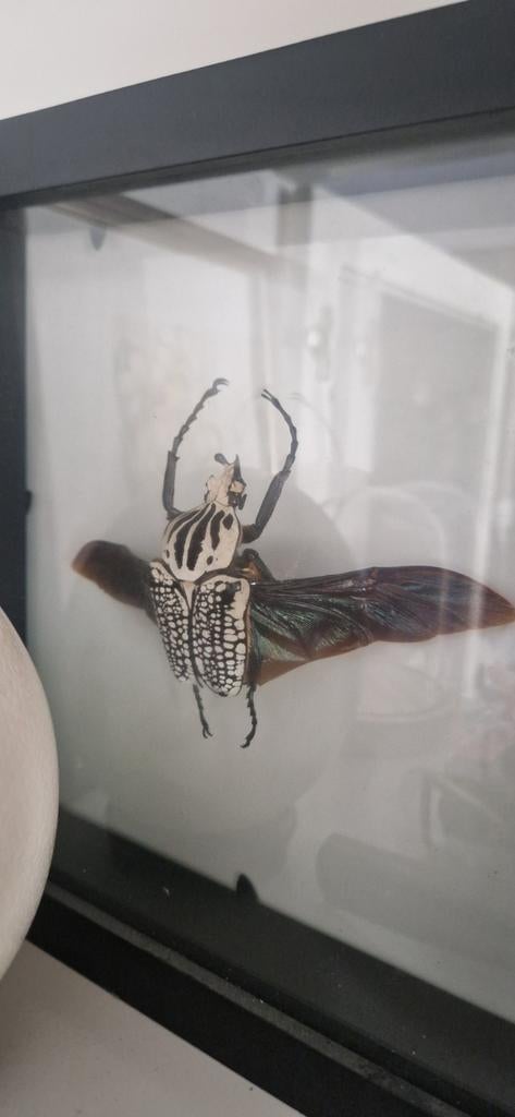 Mooi insect - Taxidermie, Ophalen of Verzenden
