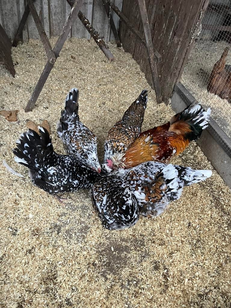 Broedeieren div rassen (afhalen), Dieren en Toebehoren, Pluimvee, Geslacht onbekend, Kip