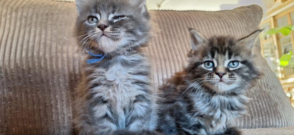 *** prachtig nestje Maine coon kittens***, Meerdere dieren, Gechipt, 0 tot 2 jaar