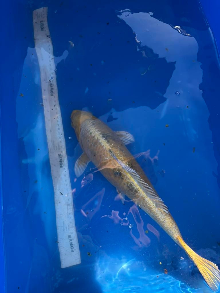 Matsuba koi, Karper of Koi