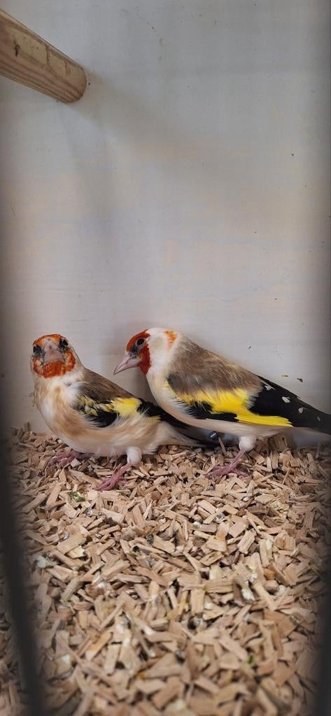 Koppel Marjoor Putters onverwant correct geringd 2025 zitten, Dieren en Toebehoren, Meerdere dieren, Wildzangvogel, Geringd