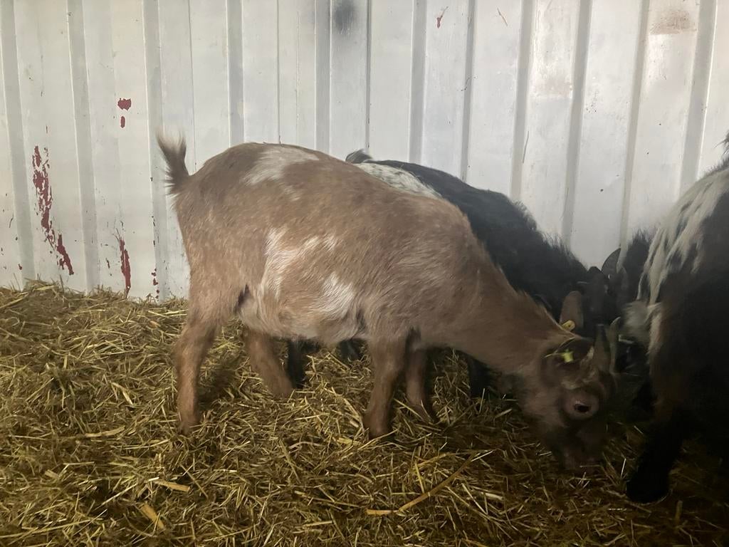 Dwerggeit, Dieren en Toebehoren, Schapen, Geiten en Varkens, Vrouwelijk, Geit