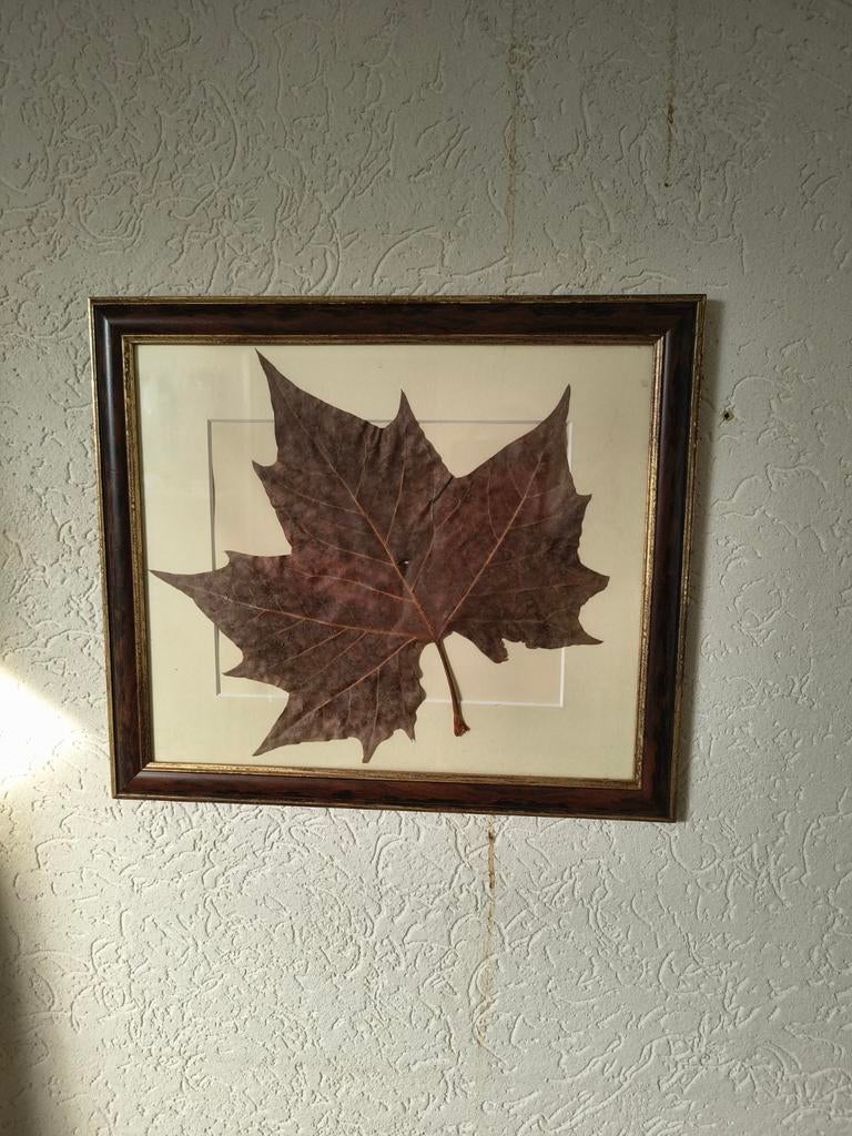 Ingelijst plataanblad 40x60 cm, Ophalen, Minder dan 50 cm, Gebruikt, 50 tot 75 cm