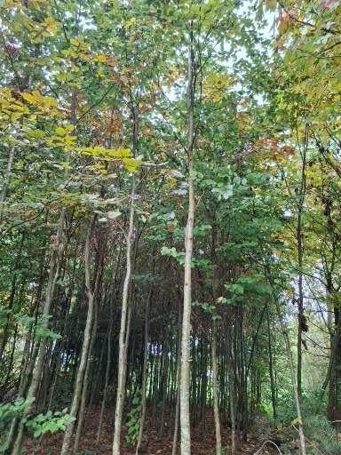 Beukenbomen, Tuin en Terras, Planten | Bomen, Overige soorten, Lente, 400 cm of meer, Ophalen