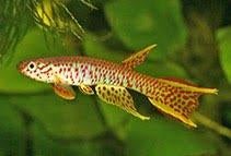 aphyosemion elegans en rectogoense, Dieren en Toebehoren, Vissen | Aquariumvissen, Vis