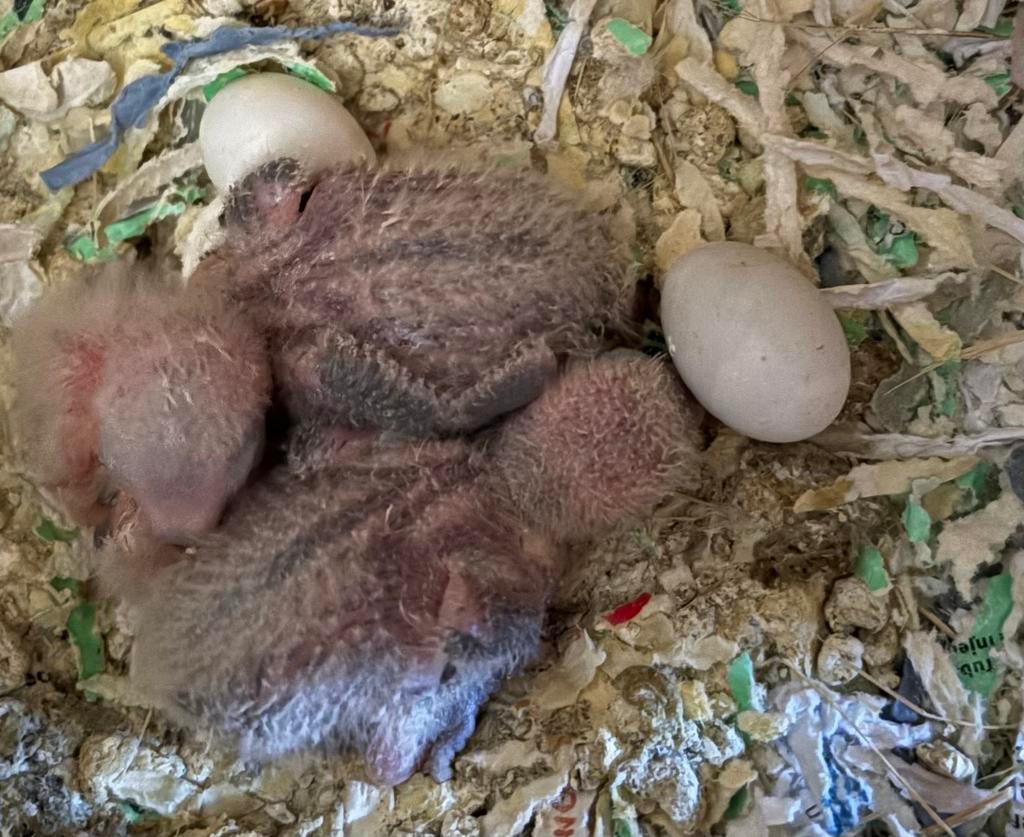 Agapornis te reserveren, Geslacht onbekend, Tam