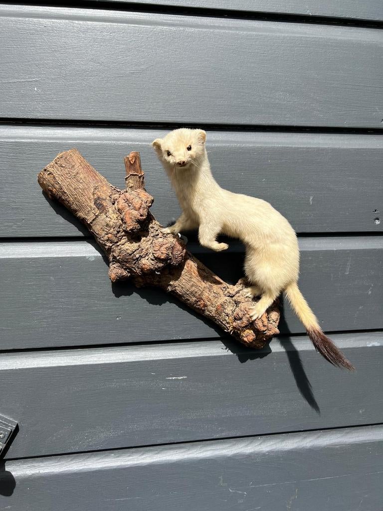 Hermelijn in wintervacht, Ophalen of Verzenden, Wild dier, Opgezet dier