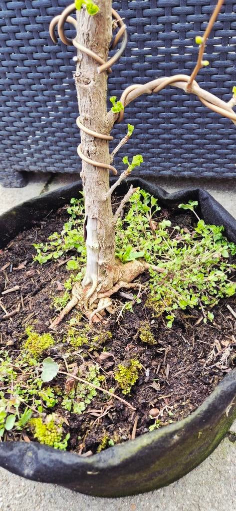 ginkgo biloba bonsai, Bloeit niet, Halfschaduw, Minder dan 100 cm, Overige soorten