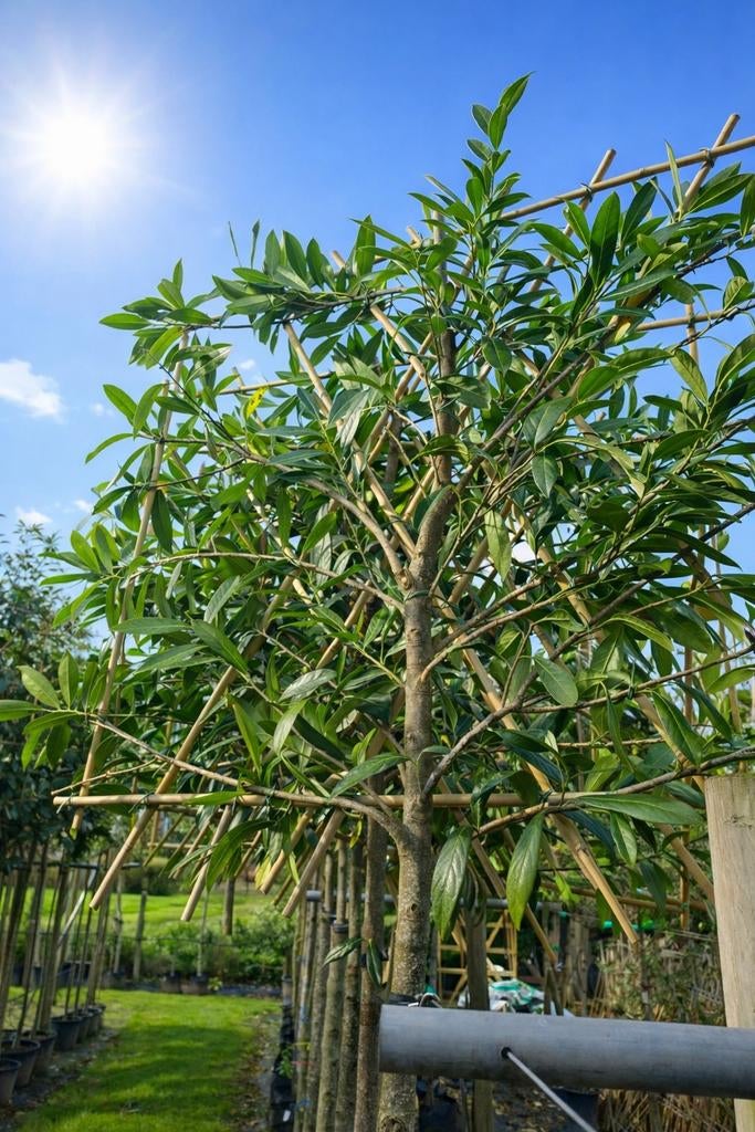 Groenblijvende leibomen| Leiphotinia | Leiaurier | Olijfwilg, Tuin en Terras, Planten | Bomen, In pot, Leiboom, Halfschaduw, Ophalen of Verzenden