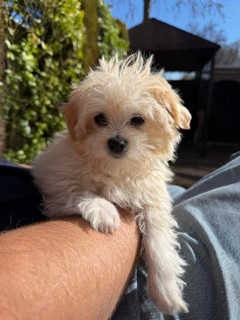 Maltipoo pups, Dieren en Toebehoren, Parvo, Particulier, Overige rassen, 8 tot 15 weken