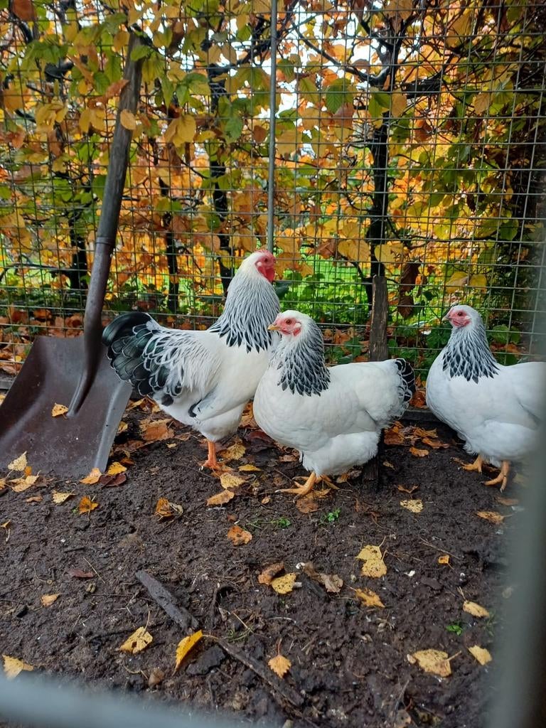 Broedeieren Wyandotte Columbia kriel, Dieren en Toebehoren, Geslacht onbekend, Kip