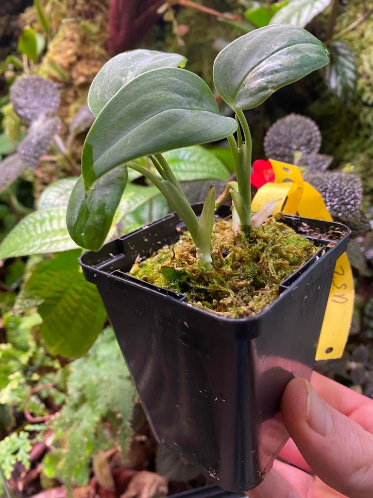 Monstera sp. Dark Velvet Peru, Huis en Inrichting, Kamerplanten, Ophalen of Verzenden, Halfschaduw, Minder dan 100 cm