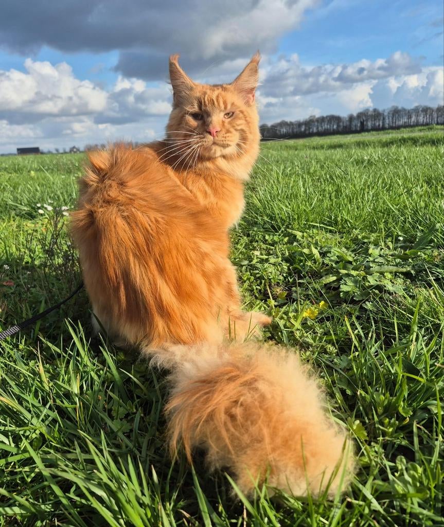 Maine coon dekkater met stamboom (lage inteeld) red solid, Kater, Met stamboom, 0 tot 2 jaar