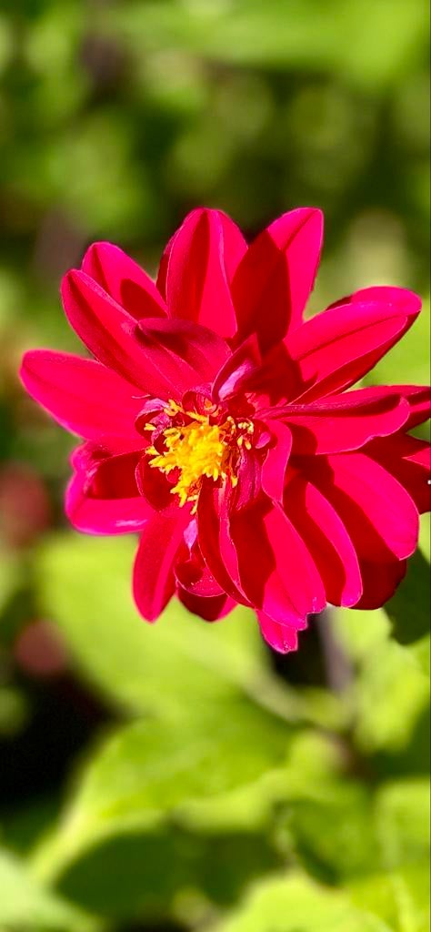 Dahlia knol 54, Tuin en Terras, Bloembollen en Zaden, Ophalen of Verzenden, Voorjaar, Volle zon, Knol