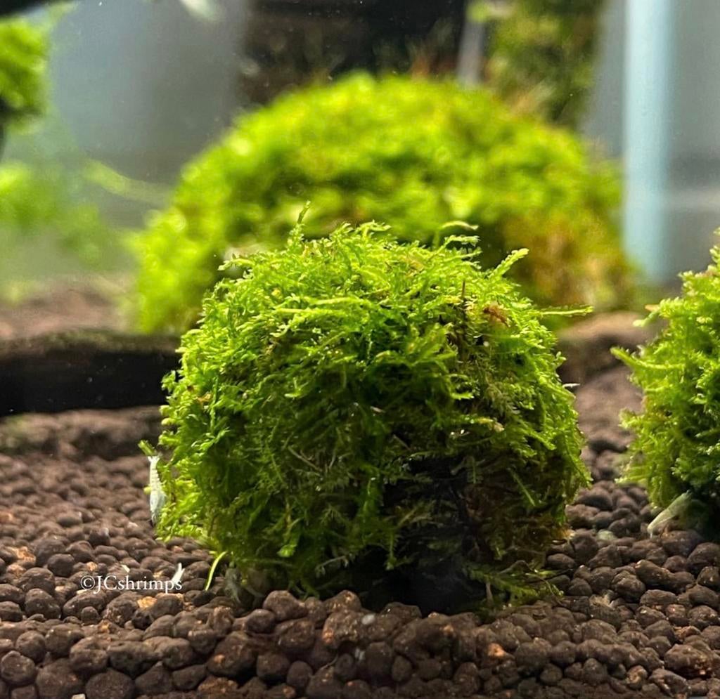 Lavasteen met Javamos S | Aquarium mos - plant, -, Nieuw, Ophalen of Verzenden, -