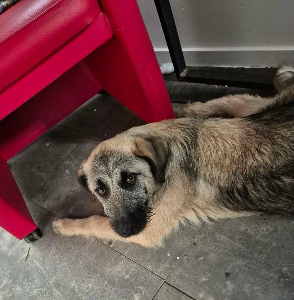 Knappe Bowie zoekt een lieve familie, Dieren en Toebehoren, Honden | Niet-rashonden, Middel, Reu, Particulier, Eén hond, Buitenland