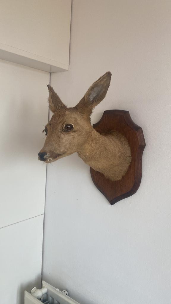 Opgezette reekop op houten schild, Ophalen, Gebruikt, Hert, Opgezet dier